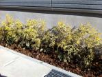 建物と道路境界のスペースにはフィリフェアオーレアとグランドカバーにヘデラ+ウッドチップを敷き詰めました。