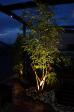 シマトネリコのライトアップ 人気の植木です。